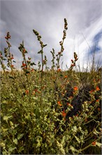 08-Hidden-Pinyon