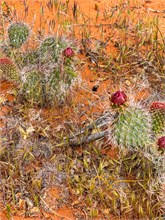 13-Hidden-Pinyon