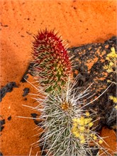14-Hidden-Pinyon