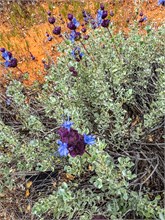 21-Hidden-Pinyon