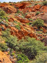 23-Hidden-Pinyon
