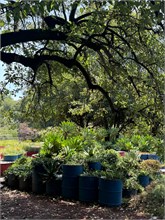 11-Botanical_Garden_CDMX