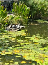 13-Botanical_Garden_CDMX