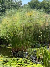 14-Botanical_Garden_CDMX