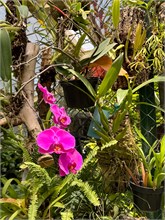 17-Botanical_Garden_CDMX