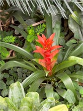 19-Botanical_Garden_CDMX