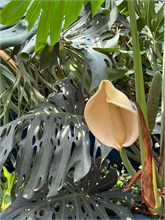 20-Botanical_Garden_CDMX