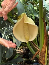 21-Botanical_Garden_CDMX