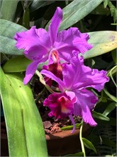 22-Botanical_Garden_CDMX