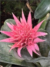 23-Botanical_Garden_CDMX