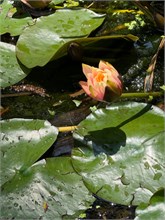 25-Botanical_Garden_CDMX
