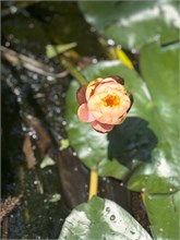 26-Botanical_Garden_CDMX