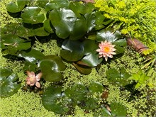 27-Botanical_Garden_CDMX