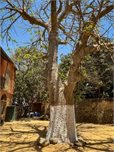 07-Goree-Island