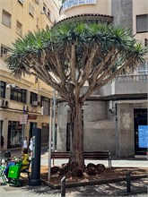 40-Tenerife-062024