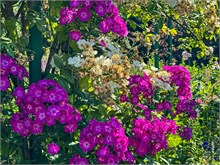04-Giverny-Gardens
