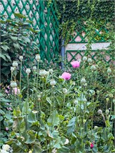 12-Giverny-Gardens