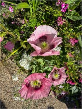 15-Giverny-Gardens
