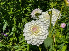17-Giverny-Gardens