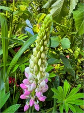 26-Giverny-Gardens