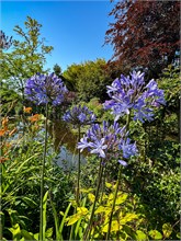 27-Giverny-Gardens