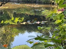 11-Girerny-Water-Lillies