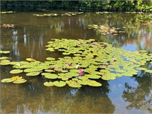 15-Girerny-Water-Lillies