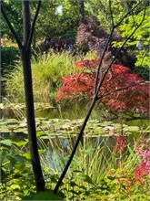 16-Girerny-Water-Lillies