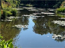 17-Girerny-Water-Lillies