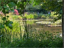 22-Girerny-Water-Lillies