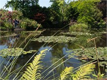 26-Girerny-Water-Lillies