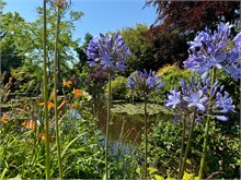 140_06-Girerny-Water-Lillies
