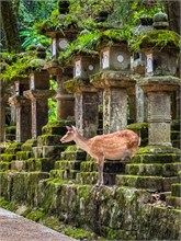 009-Kasuga-Grand-Shrine