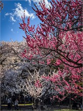 018-Maruyama-Park