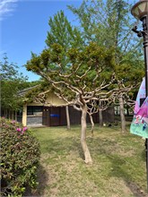 008-Daereungwon
