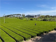 009-Tea-Museum