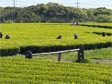 021-Tea-Museum