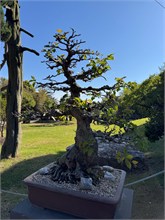 008-Spirited-Garden