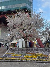 017-Sapporo-0504