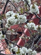020-Sapporo-0504