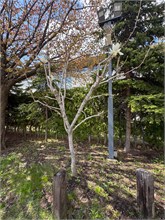 047-Sapporo-0505