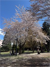 049-Sapporo-0505