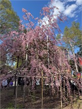 063-Sapporo-0505