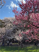 081-Sapporo-0505