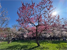 017-Maruyama-Park