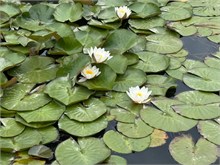 008-Jeju-Mok
