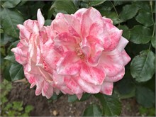 015-Glover-Gardens