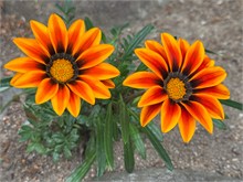 020-Glover-Gardens