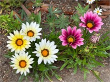 021-Glover-Gardens