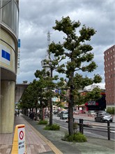 006-Beppu